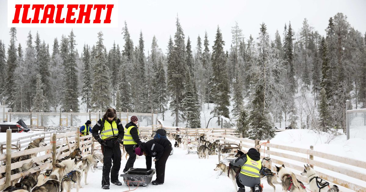 LK: Pioneerilta raju purkautuminen Lapin huskybisneksestä