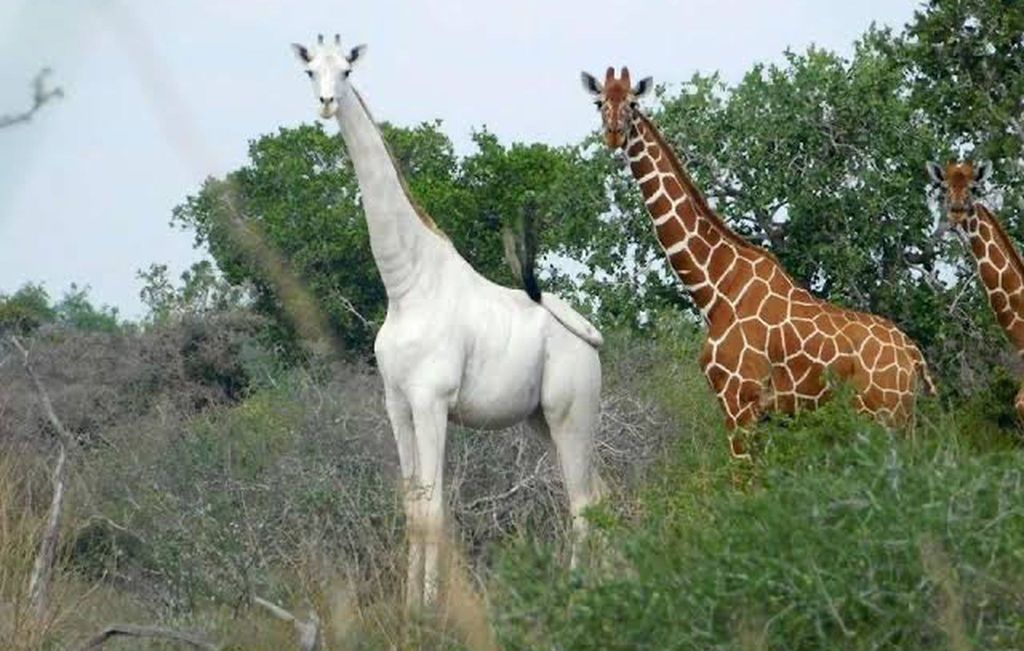 Maailman ainoa valkoinen kirahvi sai seurantalaitteen – syynä salametsästäjät