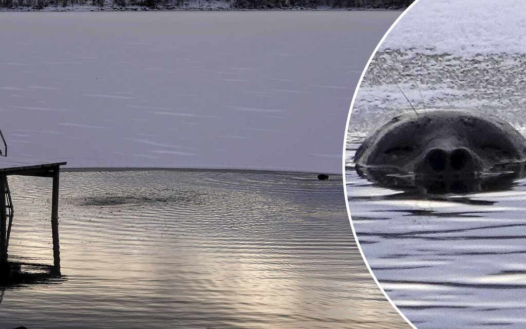 Tanjan aamupalahetki keskeytyi – Kotipihan avannossa uiskenteli uhanalainen eläin