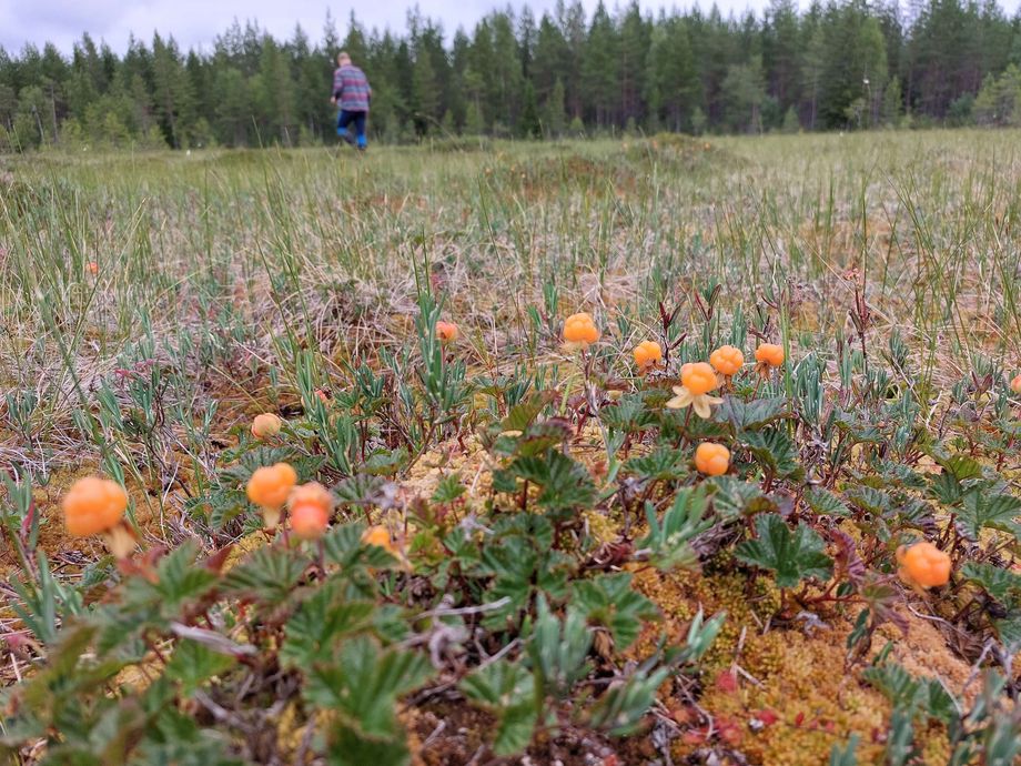 900 Thai berry pickers coming to Finland – Will they make it in time?
 – 2024-08-03 09:53:08