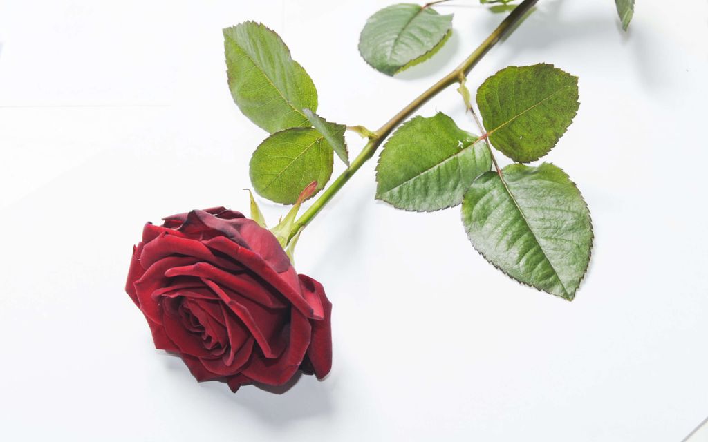 Kaipaatko seuraa ystävänpäivänä? Älä vain haksahda tällaiseen – Voit menettää rahasi