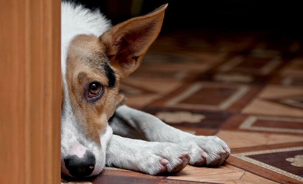 Häpeääkö koira tihutöitään? 7 faktaa koirien maailmasta