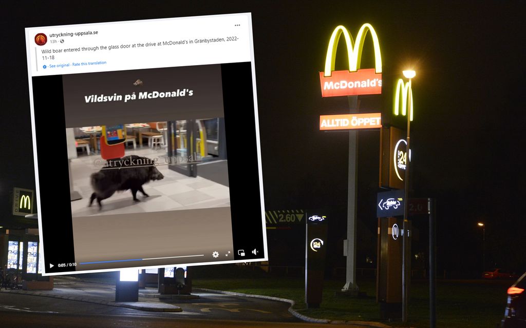 Täydellinen paniikki McDonald’sissa Uppsalassa – verinen villisika aiheutti kauhunhetkiä