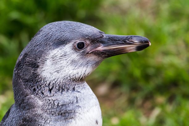 Kuvan nuori perunpingviini ei liity tapaukseen. Kuvituskuva.