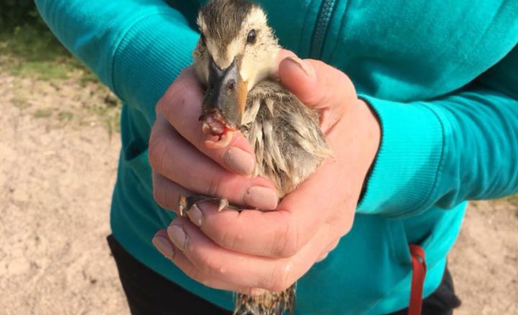 Tytöt mennyt villi porno elokuva