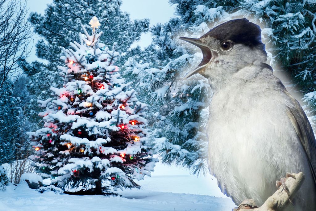 Tiesitkö? Suomen kauneimmassa joululaulussa on todella synkkä sanoma: houkutuslinnun silmät puhkotaan