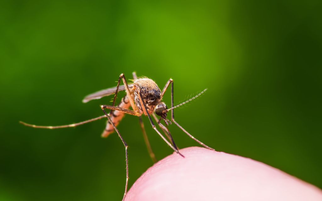 Mikä on normaali paukama hyttysen­pistosta? Ihotauti­lääkäri vastaa