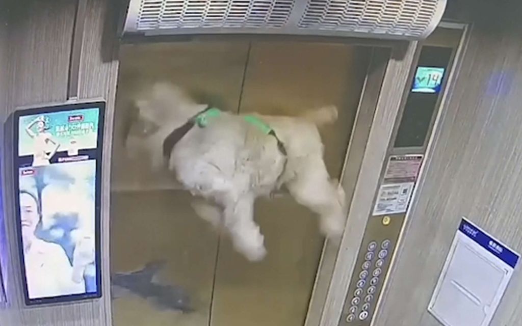 Varoittava video: Tämän takia koira kannattaa ottaa syliin hississä