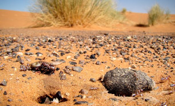 Saharan hopeamuurahaisen kuori heijastaa tehokkaasti auringonvaloa, mikä saa ne näyttämään liikkuessaan elohopeapisaroilta keltaista hiekkaa vasten. 