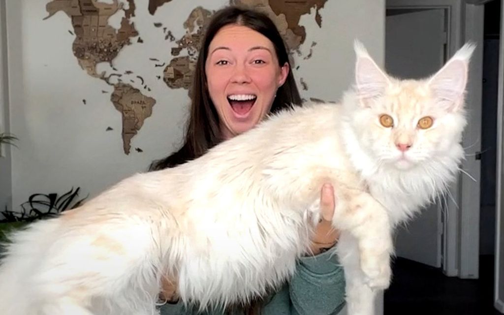 Yhdysvaltalaisnaisen maine coon -kissa painaa huimat 15 kiloa