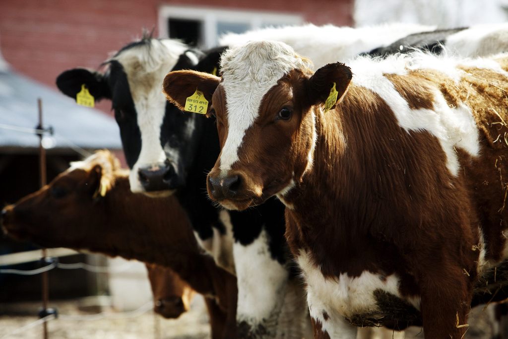 Puolitonninen lehmä pelastettiin syvästä lietekaivosta - ”Kirmasi heti vauhtiin”