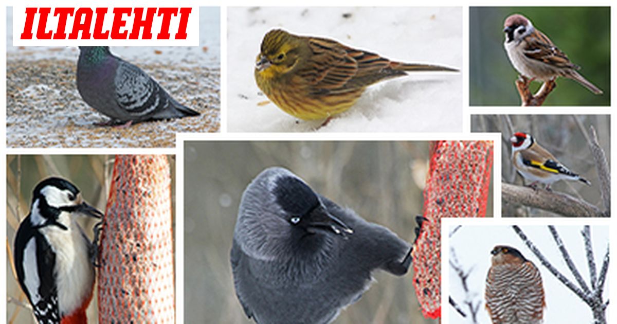Tunnistatko linnut talvisella lintulaudalla?