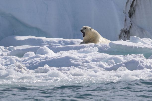 Norjan Huippuvuorilla on kuollut kuusi ihmistä jääkarhujen hyökkäyksissä vuosina 1971–2020. Kuvituskuva. 