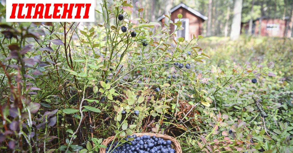 www.iltalehti.fi