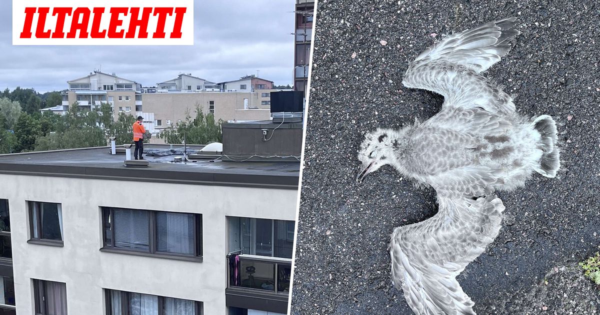 www.iltalehti.fi