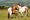 Dartmoorinponi ovat vahvarakenteinen ponirotu Devonin alueelta Britanniasta. Nämä ponit eivät liity tapaukseen.