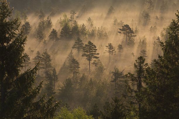 Aurinko paistaa usvaiseen Torronsuon kansallispuistoon.