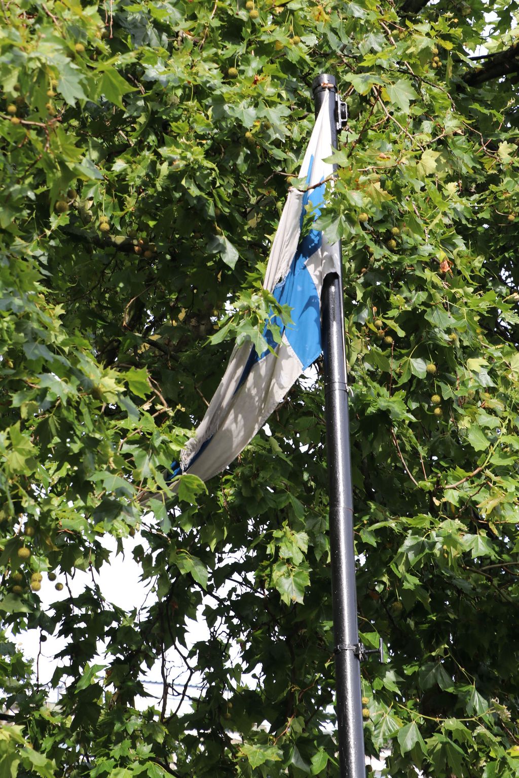 Suomen lippu roikkuu Lontoossa keskellä puustoa kuin likainen rätti – Suomen suurlähetystö vaatii toimia Westminsterin puisto-osastolta