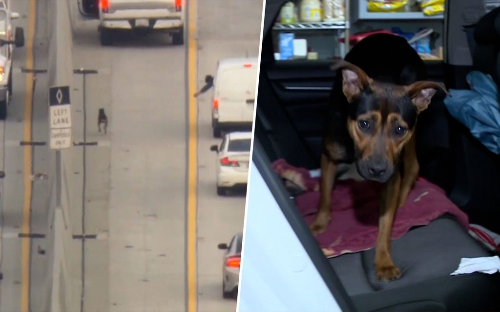 Koira joutui ahdinkoon moottoritiellä  – Yhdys­valtalainen sairaanhoitaja riensi auttamaan karkulaista