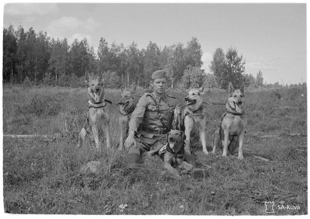 Luutnantti Pentti Luotola itse kasvattamiensa ja kouluttamiensa koirien kanssa. Kuvassa Sota-Siro (vas.), Iro, Poukku, Wulf ja Andy, jotka kaikki palvelivat sotakoirina. Kuvan on ottanut luutnantti Tapio Piha.