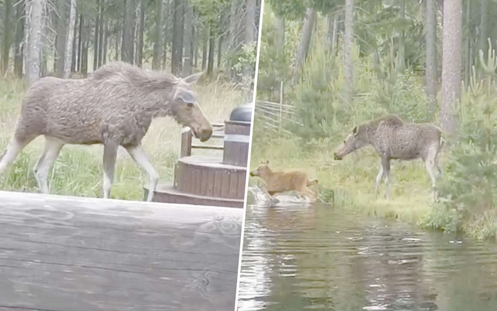 Liisa kuvasi uskomattoman näyn mökki­juhannuksen aluksi – Tuolla liikkuu jotain tummempaa 