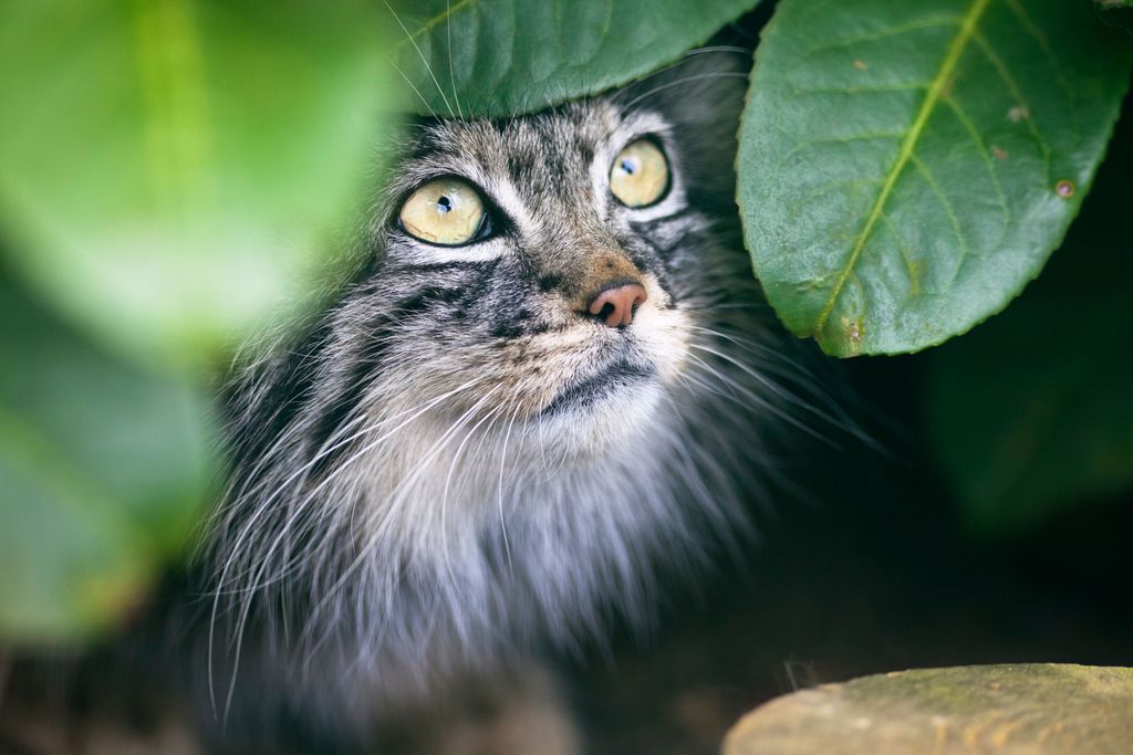 Suositut pääsiäiskukat ovat myrkyllisiä kissalle – voivat aiheuttaa vaarallisia oireita