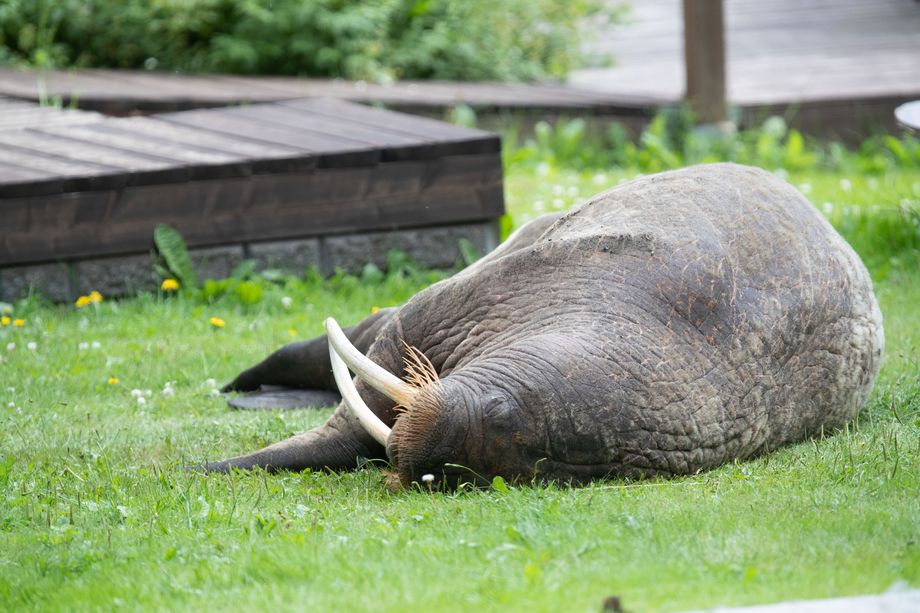 Haminan Mursu Pääsee Esille Luonnontieteelliseen Museoon