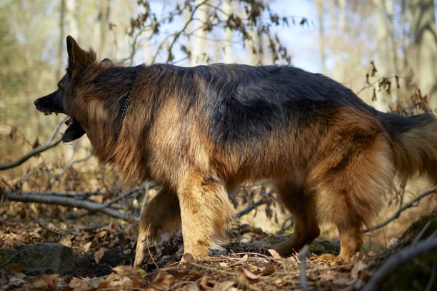 Tammisaarelaisen koira on pitkäkarvainen saksanpaimenkoira kuten on myös kuvan koira.