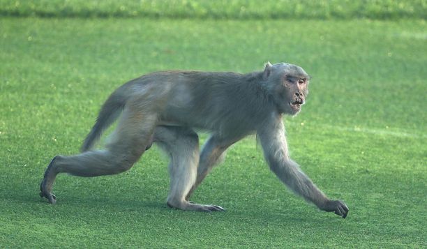 Apinat ovat tuttu näky Intiassa. Kuvan apina tallusteli golfkentällä Delhissä.