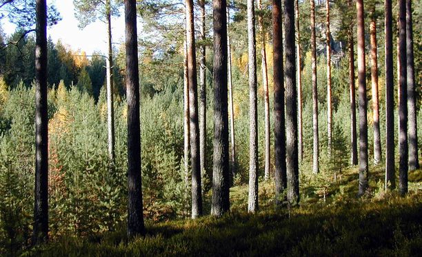 Mainos Metsä: Voisinko minä omistaa metsää? Metsä on helppo ja  tuottoisa sijoituskohde