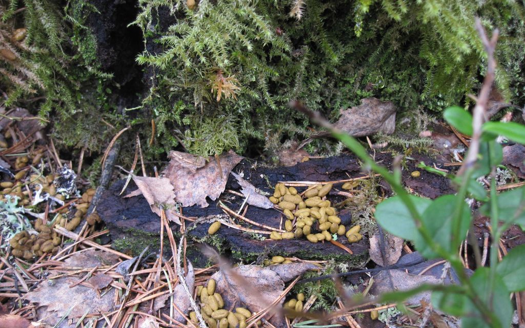 Suosittu papana­tapahtuma tulee taas