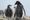 Greenpeace on julkaissut kuvia myös tutkijoiden kohtaamista pingviineistä.