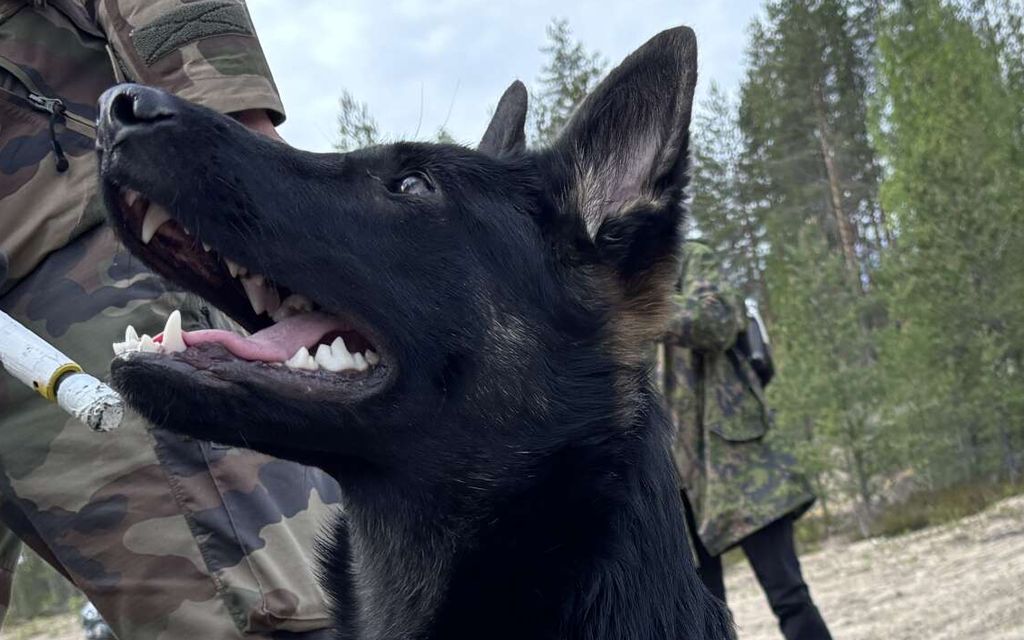 Tässä telmii pentukoira Yrtti, jota odottaa tärkeä tehtävä
