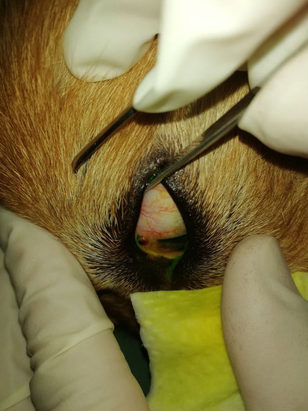 Punkki voi tarttua silmään: Eläinlääkärin kuva todistaa koiran inhan  kyytiläiset