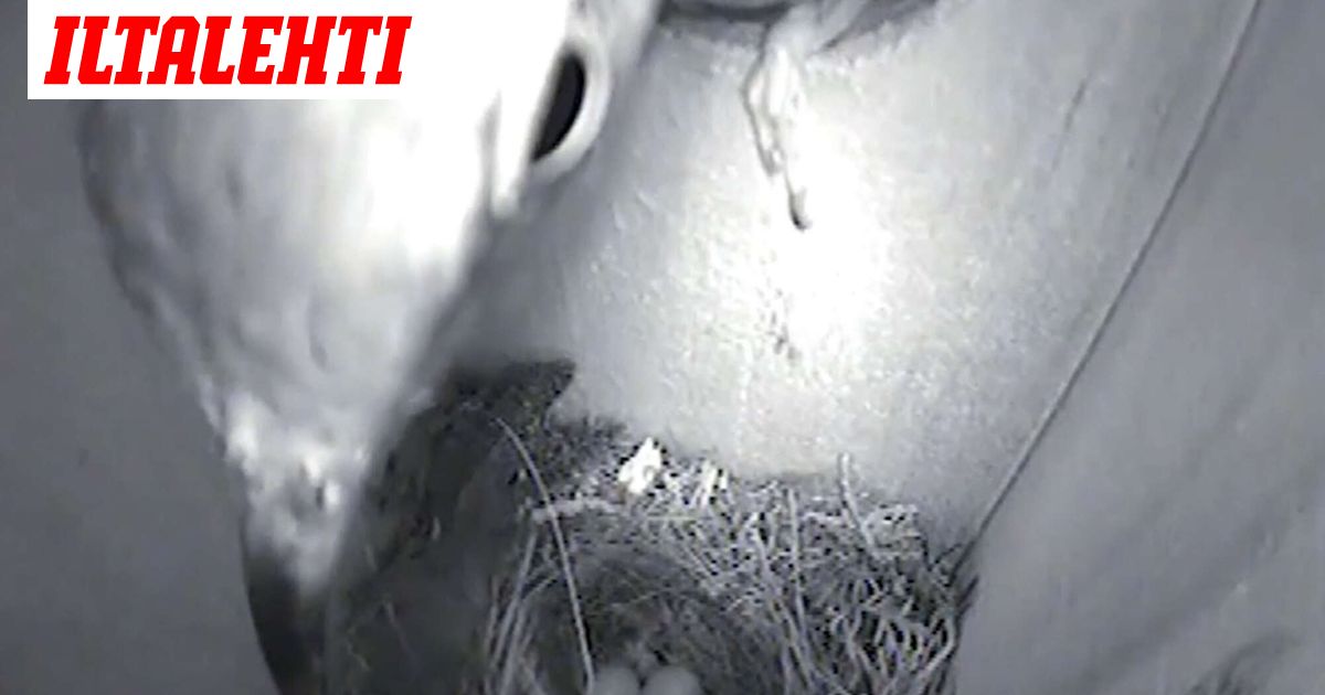Suomalaisessa metsässä kuvattiin tapahtuma, mikä yllätti tutkijat