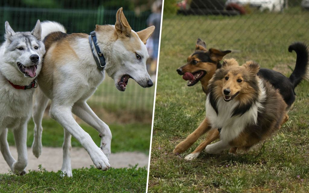 Laura todistaa käsittämätöntä toimintaa koirapuistossa: ”Mennään itse autoon istumaan”