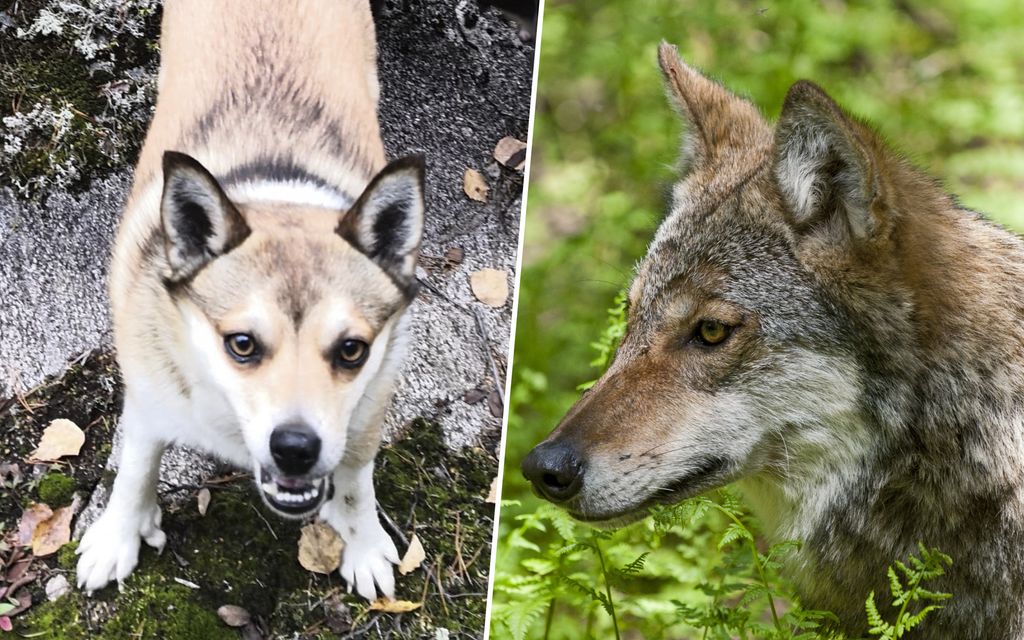 Susi vei koiran kotipihalta Sastamalassa – löytyi raadeltuna pellolta