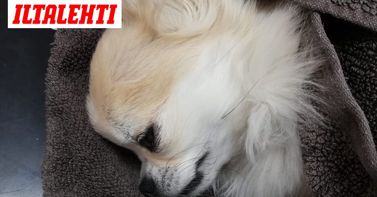 Kuopio Naapurin Koira Raateli Erjan Pienen Chihuahuan