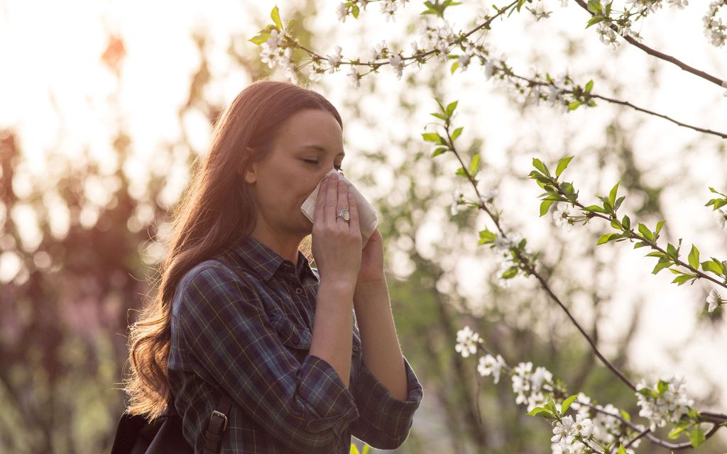 Monet hoitavat siitepöly­allergiaa väärin – Asiantuntija paljastaa yleisen virheen