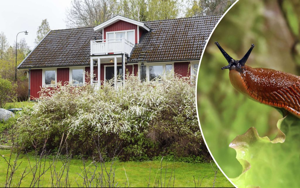 Tee nämä työt kotipihallasi nyt – Paras hetki torjua tappaja­etanoita