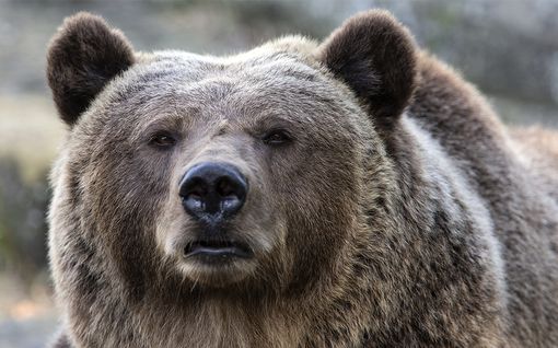 Kun karhun kohtaa silmästä silmään: asiantuntija kertoo, kuinka toimia