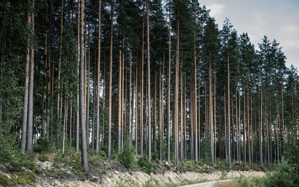 IL:n tiedot: Maa- ja metsätalouden leikkaukset hiertävät hallitus­neuvotteluissa – 50 miljoonaa vuodessa pois ja leikkaus metsän­omistajien tukiin