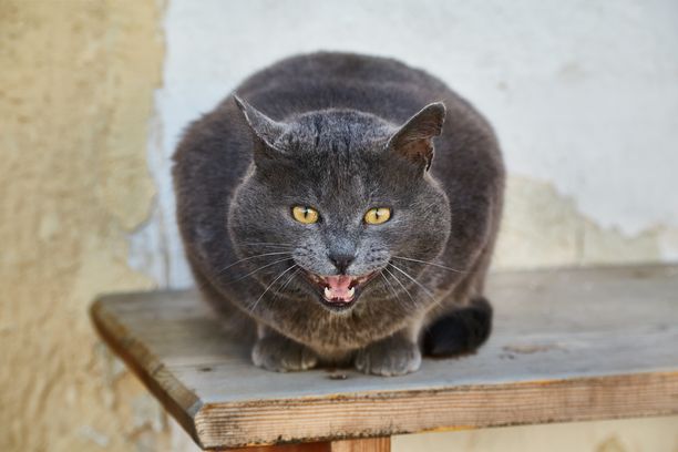 Lihava kissa teki itsestään kuuluisan liikunnan välttelyllä