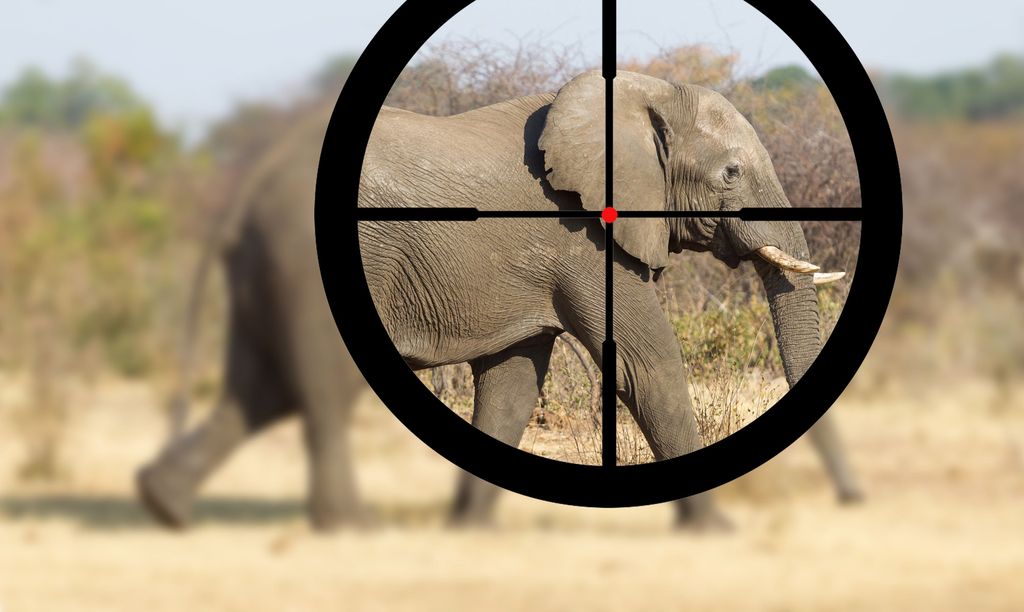 Botswana huutokauppaa elefantin kaatolupia – luonnonsuojelijat kauhuissaan