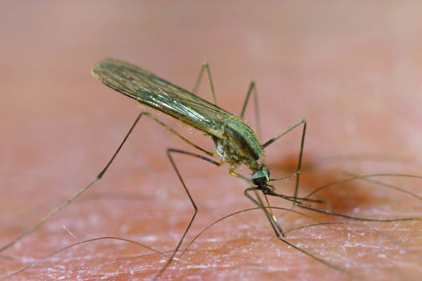 Malaria on loistauti, joka leviää naarashyttysten puremasta.