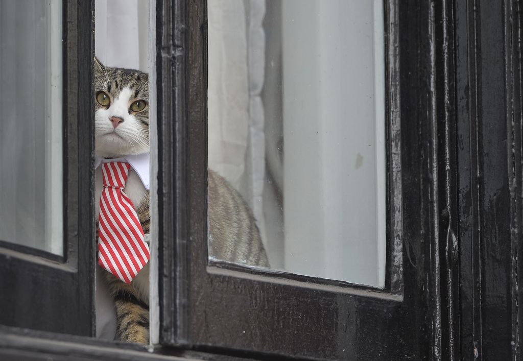 Wikileaksin Julian Assange pidätettiin, mutta yksi mysteeri kiinnitti huomion somessa: missä on hänen kravattikaulainen kissansa?
