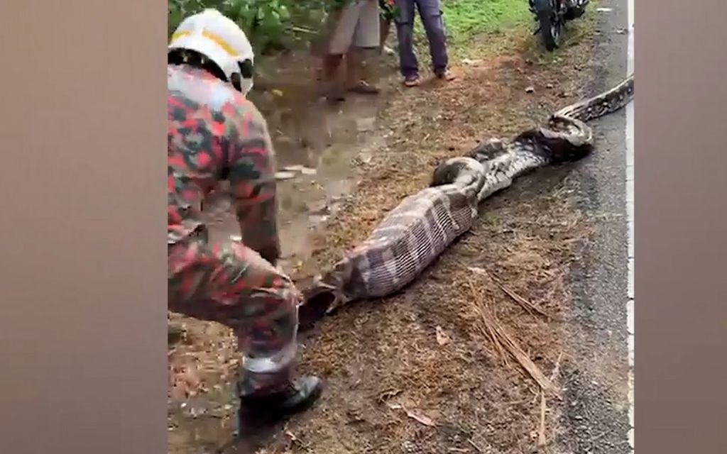 Käärme nielaisi kokonaisen vuohen Malesiassa