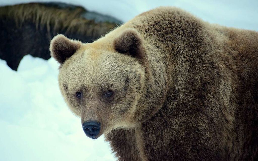 Ähtärin eläinpuiston karhu on kuollut