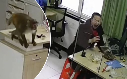 Kiinalais­nainen koki kauhunhetken – ovela apina hiippaili ruoka­varkaisiin