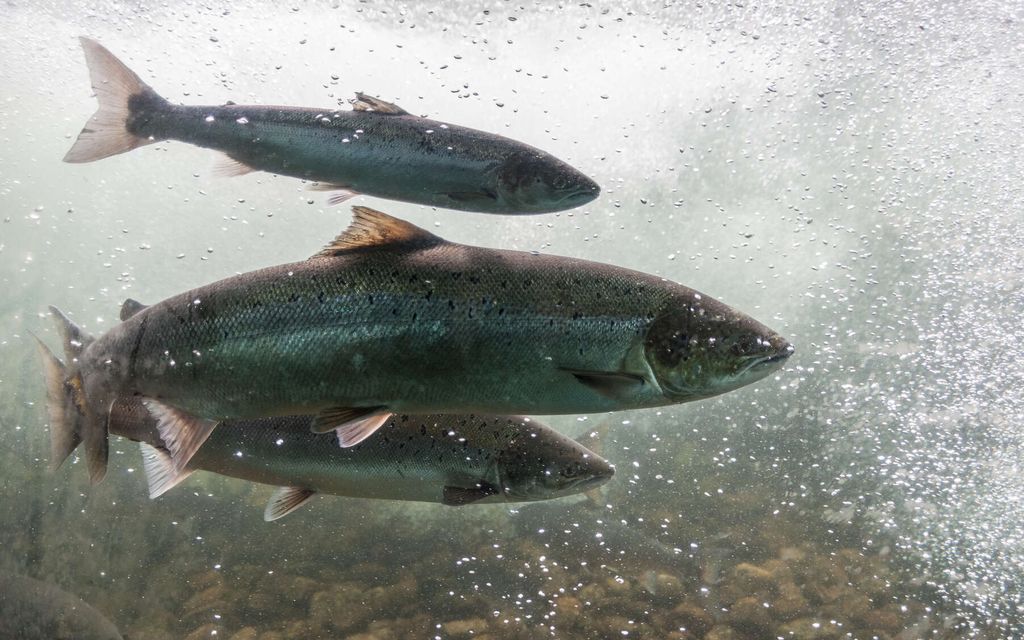 Lohirekka pyörähti ympäri – Tuhannet kalat karkasivat väärään jokeen Oregonissa